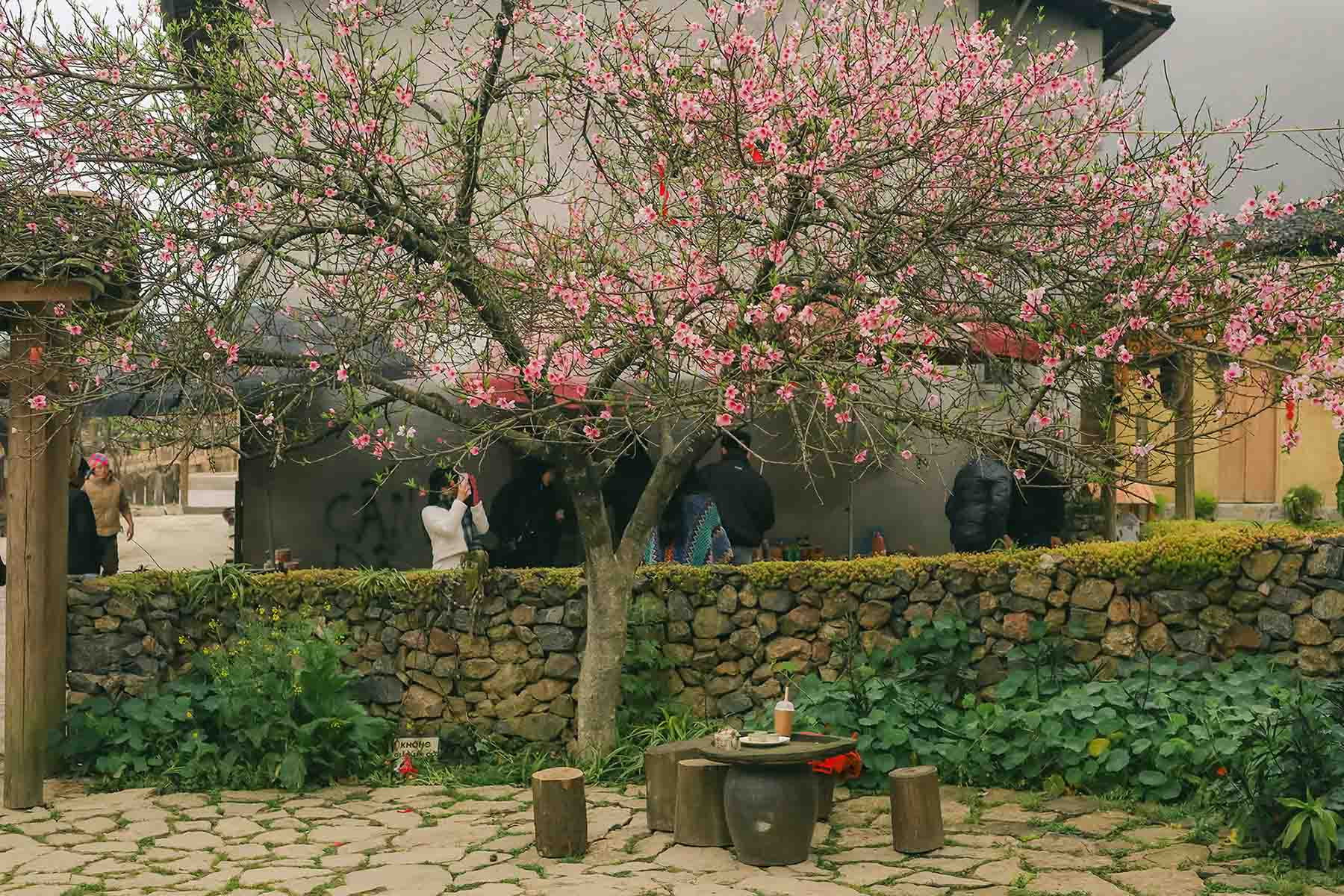 lo lo chay hoa dao no.jpg