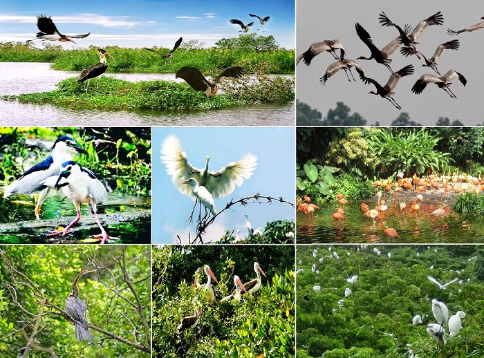 tr&agrave;m chim đồng th&aacute;p.jpg