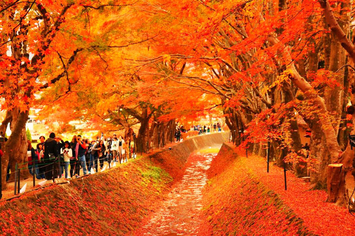 Du Lịch Hokkaido Mùa Thu: Kinh Nghiệm Ăn Uống, Đi Lại & Khám Phá