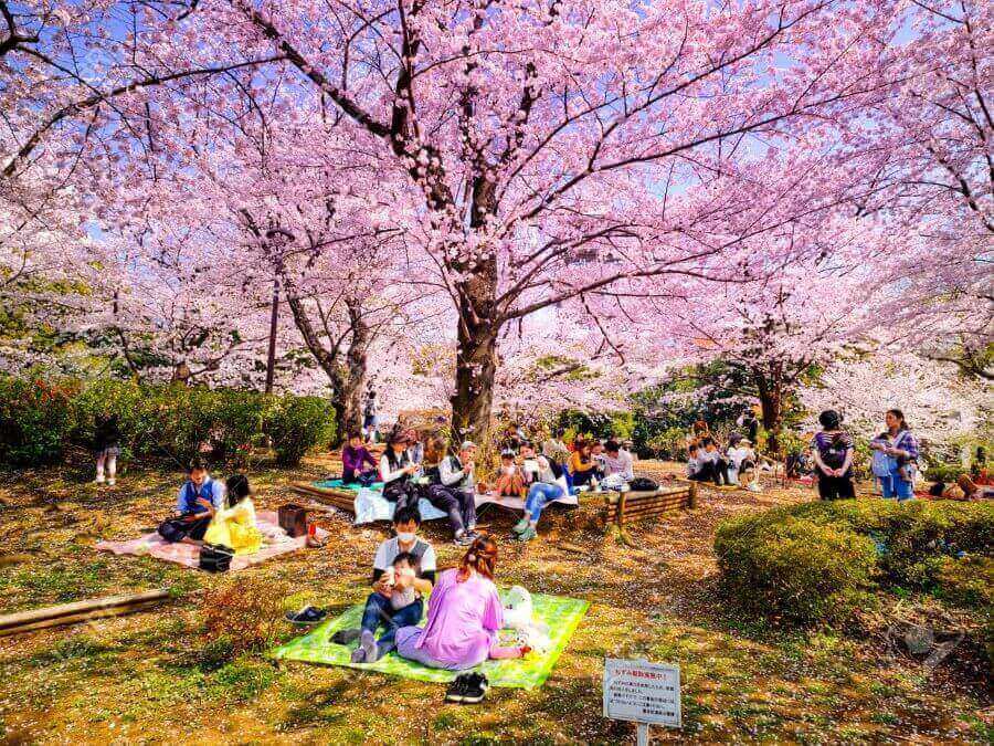 picnic-cong-vien-yeouido.jpg