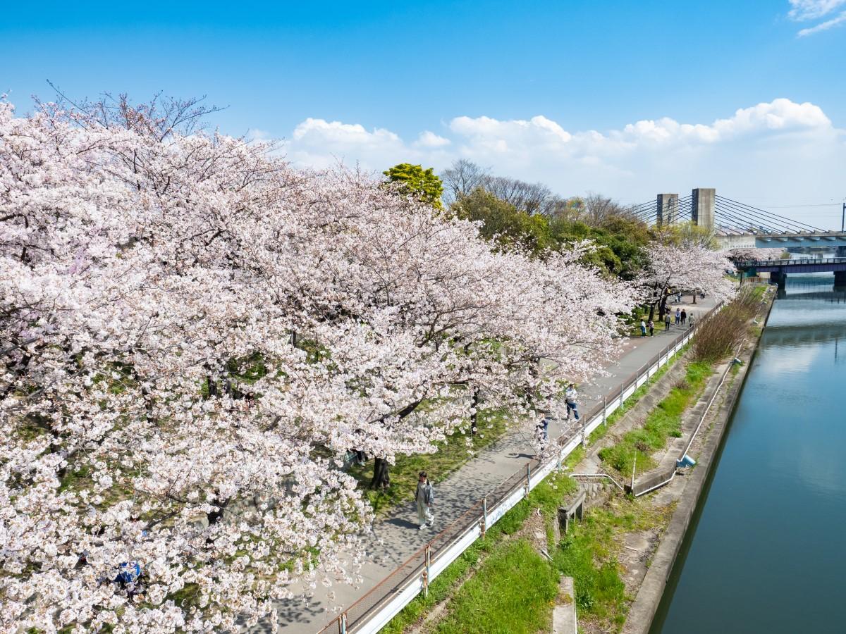 công viên Arakogawa Nhật Bản mùa hoa đào.jpg
