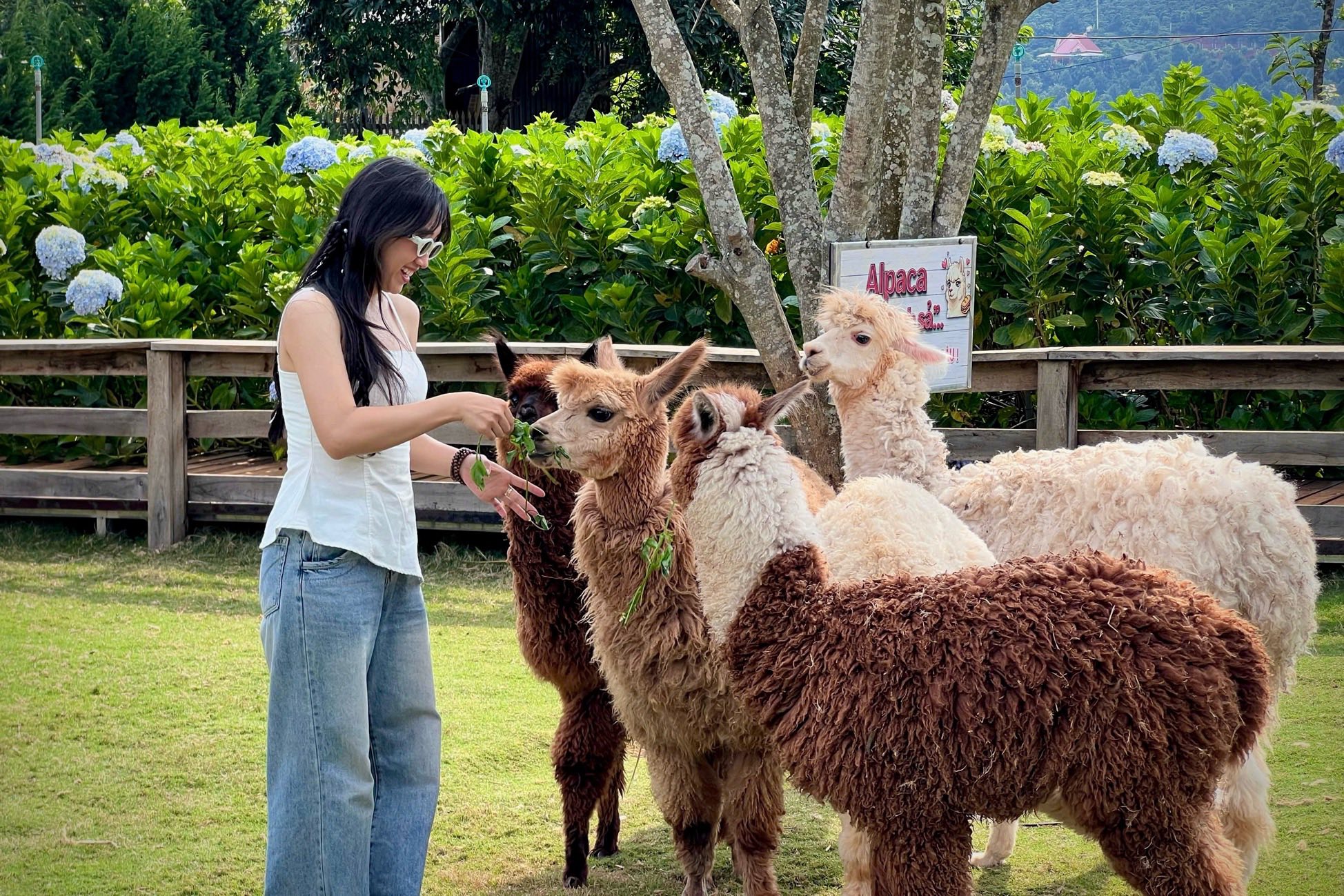 vuon thu kdl thien minh.jpg