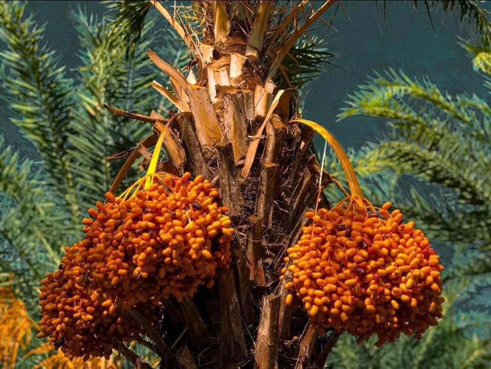 vuon cha la dong thap.jpg