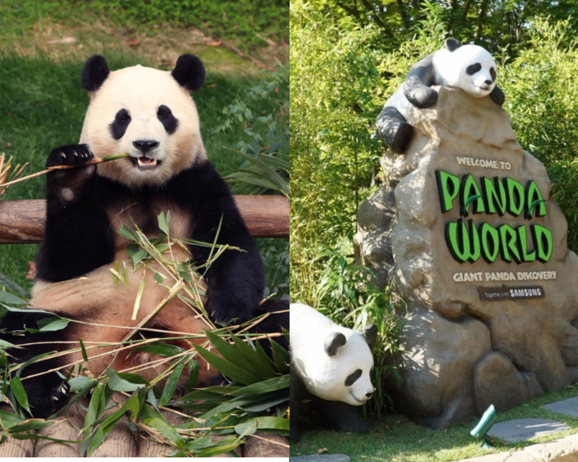 Panda World Zootopia everland h&agrave;n quốc.png