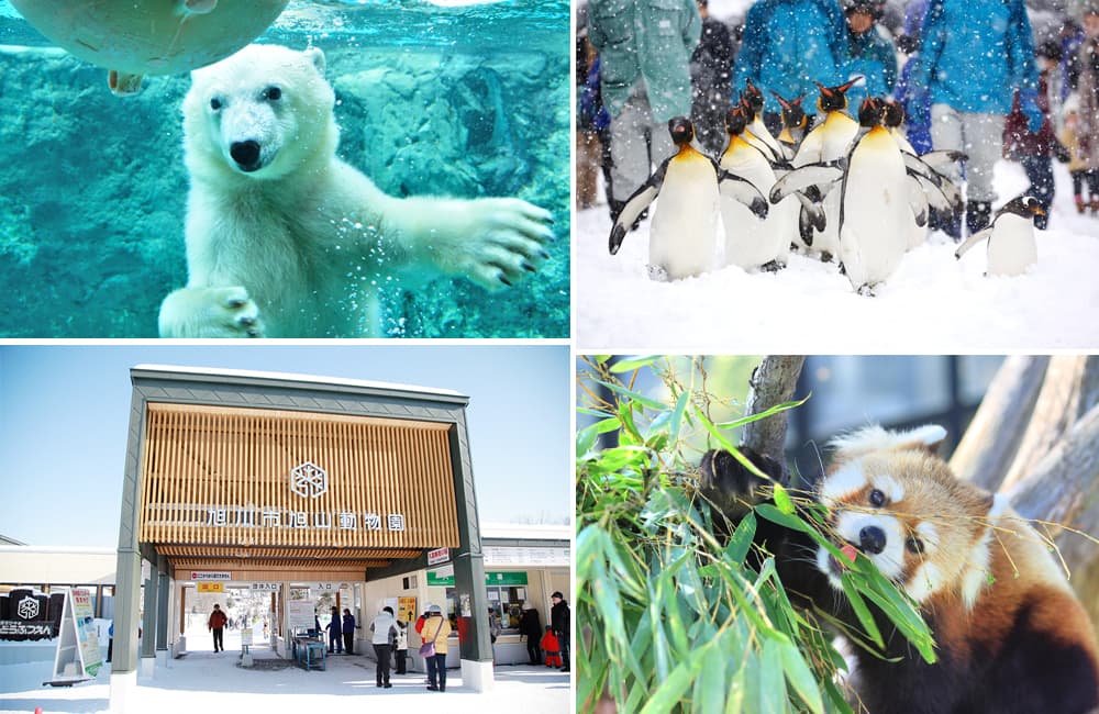 Asahiyama-zoo-nhật-bản.jpg
