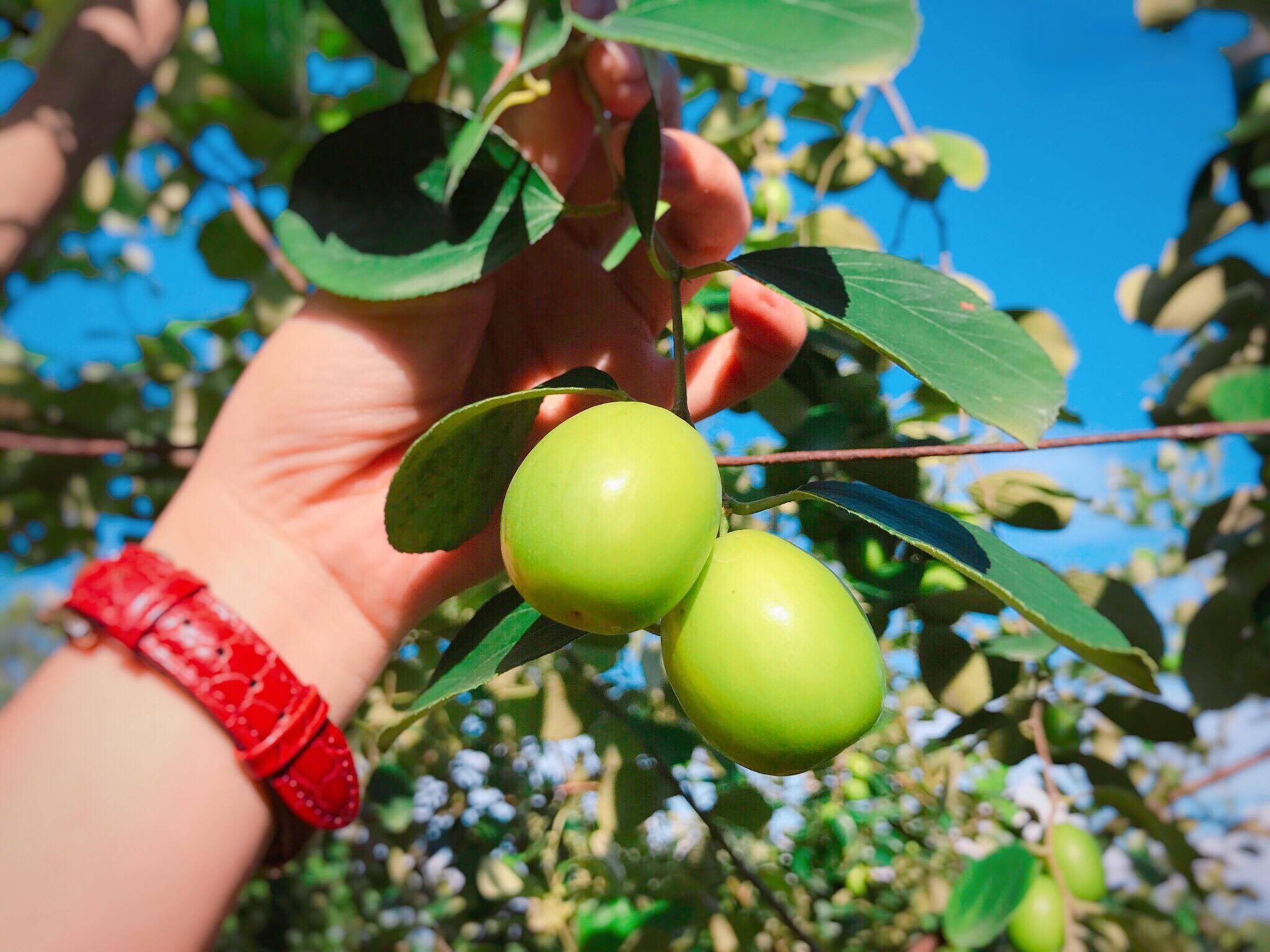 Vườn táo hồng long xuyên.jpg