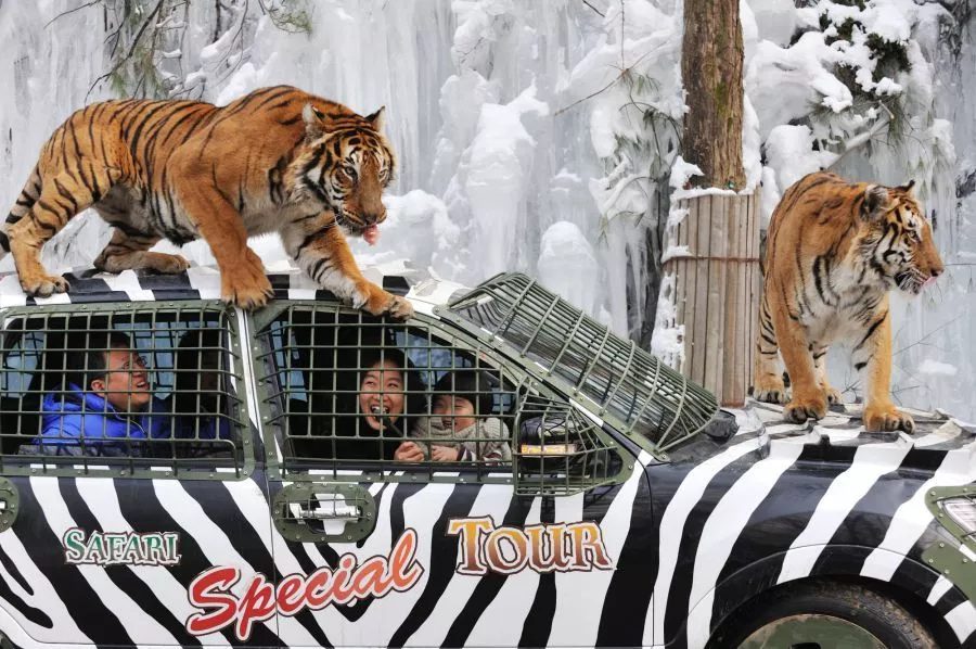 Safari World everland.jpg