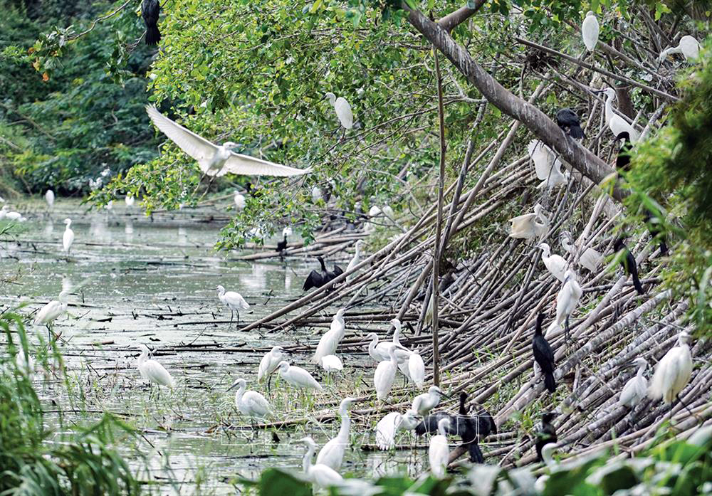 Sân chim Ngọc Hiển Cà Mau.jpg