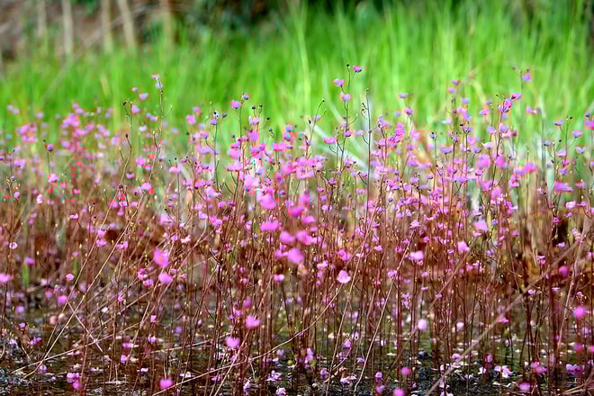 M&ugrave;a hoa nhĩ c&aacute;n Tr&agrave;m Chim.jpg