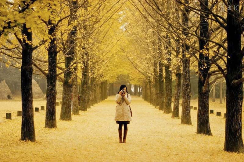 Con đường Thủy Sam đảo Nami.jpg